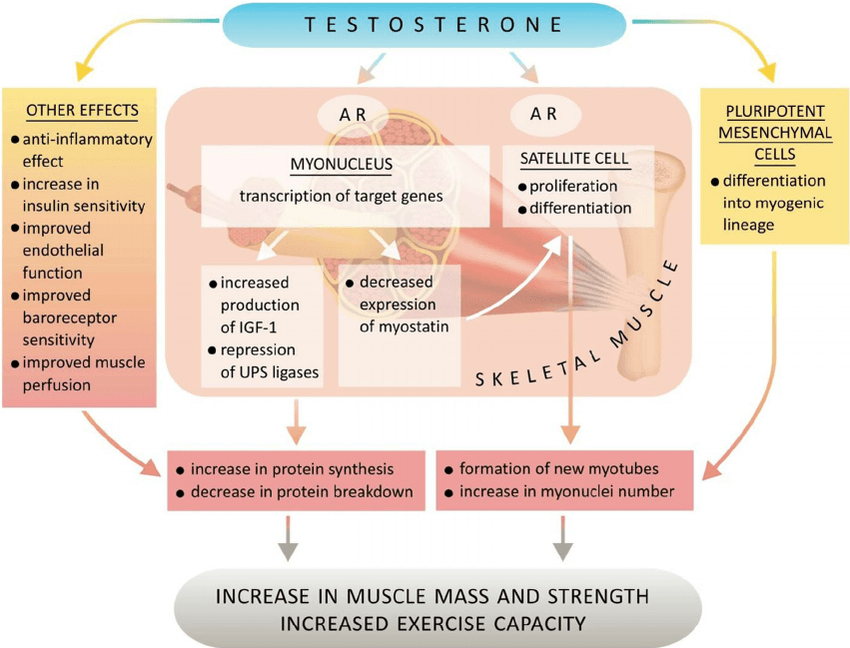 A comprehensive exploration of testosterone interactions