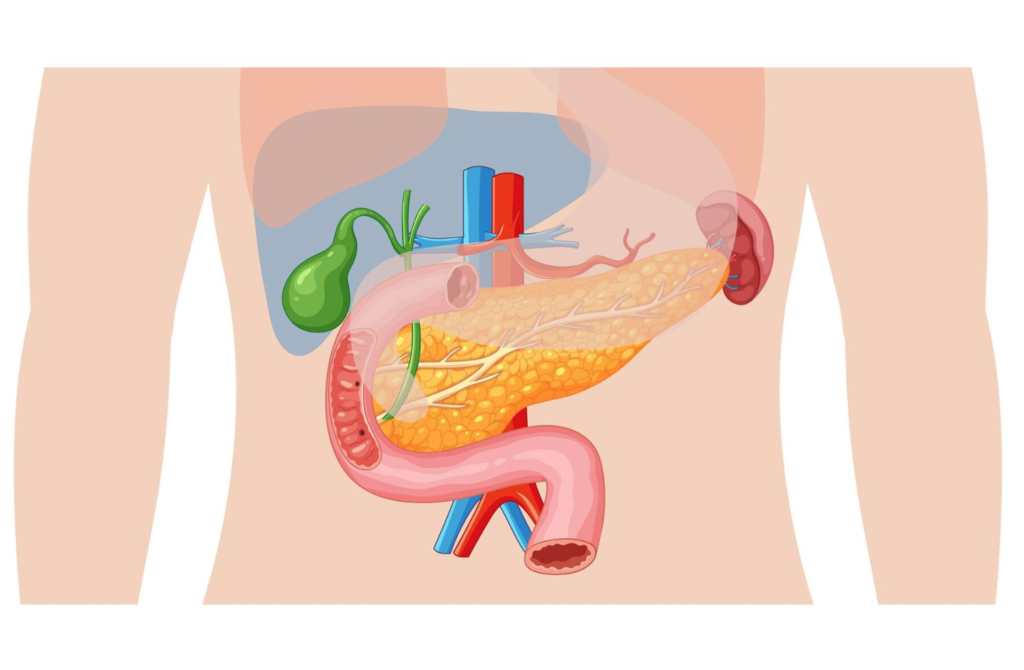 How Are Fats Digested in Our Bodies?